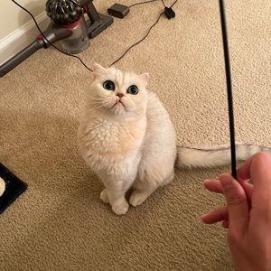 Meet your Posher, Wenâyi